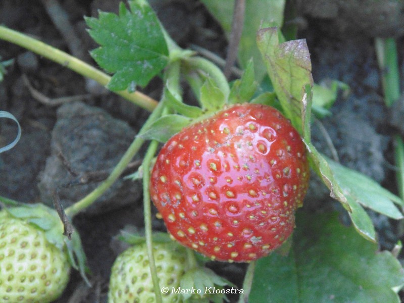 2 © Marco Kloostral