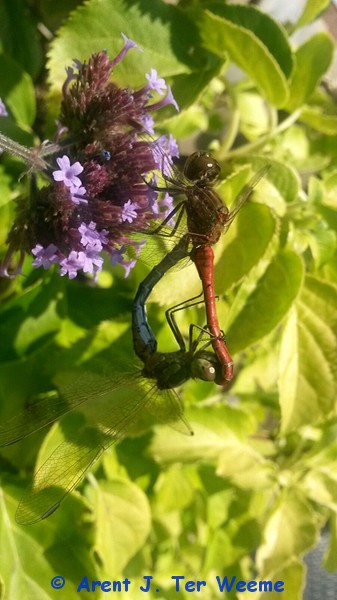 3 © Arent J. Ter Weeme