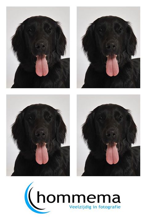 pasfoto hond