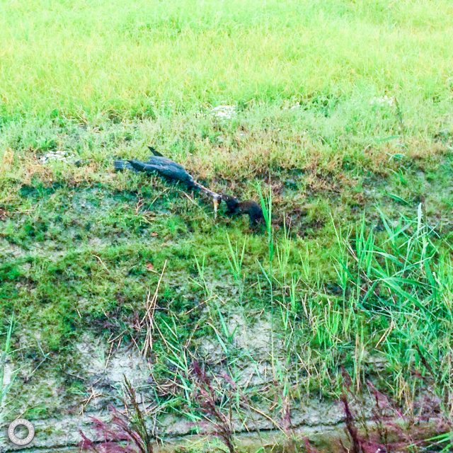 Gerke Arjen Hofstra2