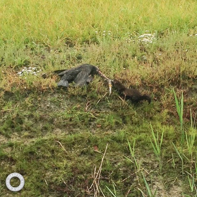 Gerke Arjen Hofstra1