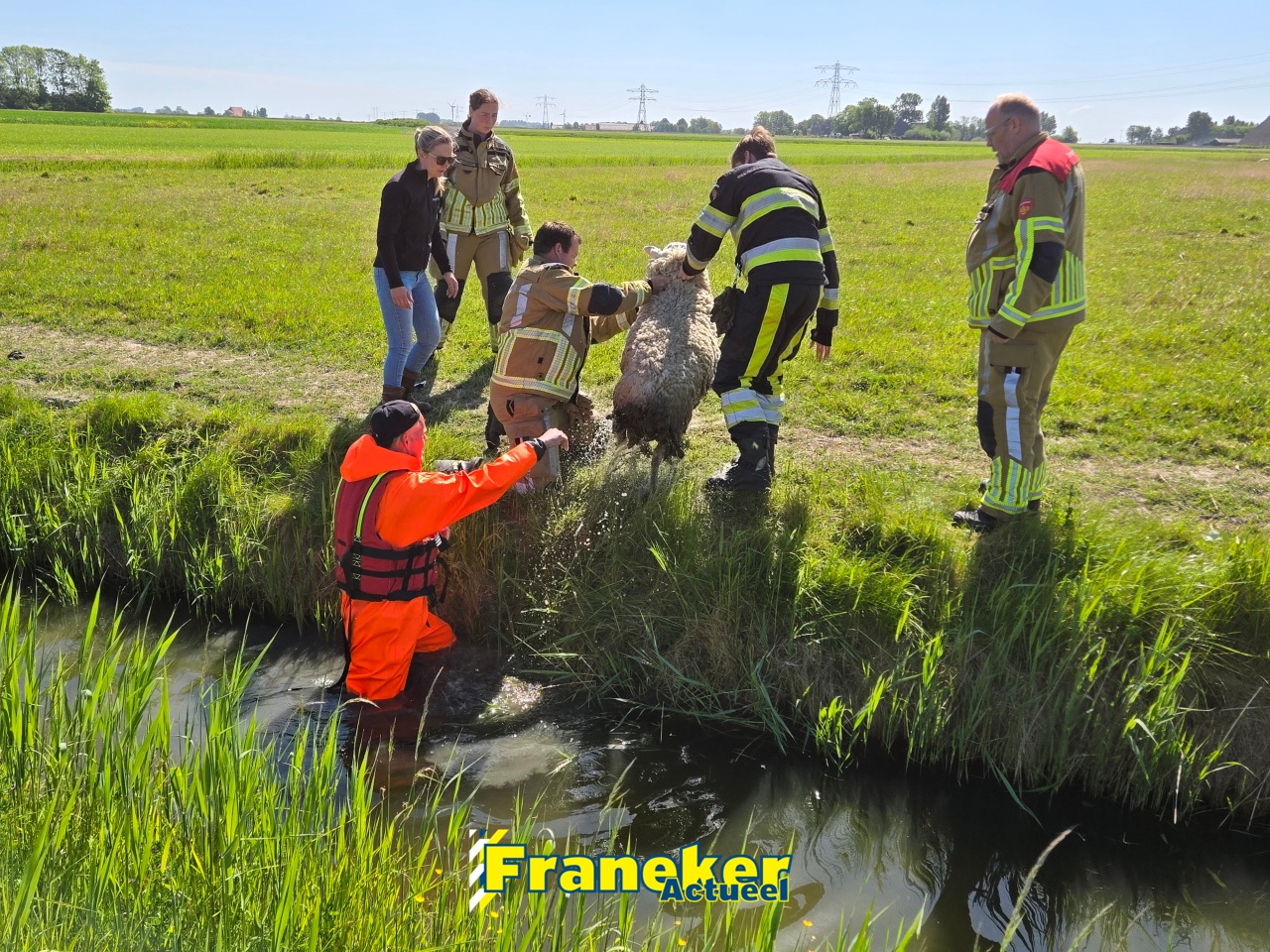 Brandweer Franeker redt schaap uit sloot langs Tzummerweg
