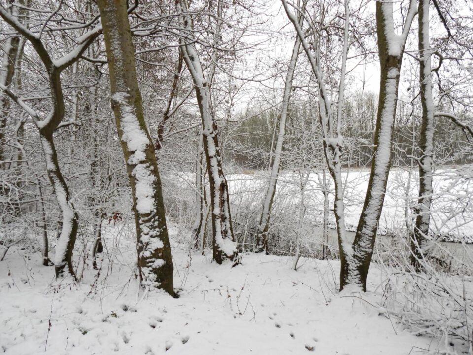 Chantal Dorenbos (3)