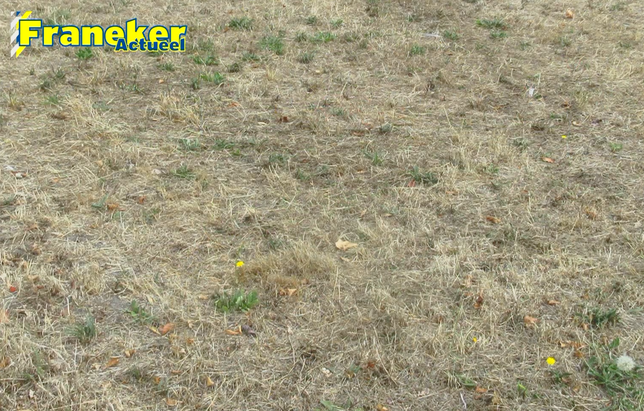 Hitte en droogte veranderen de natuur in Franeker (maar er is ook volop schoonheid)